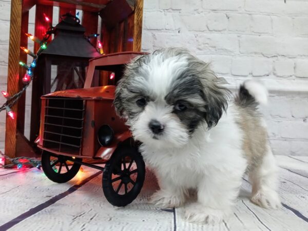 Shih Tzu DOG Male BROWN WHITE 461 Petland Nashville, Tennessee