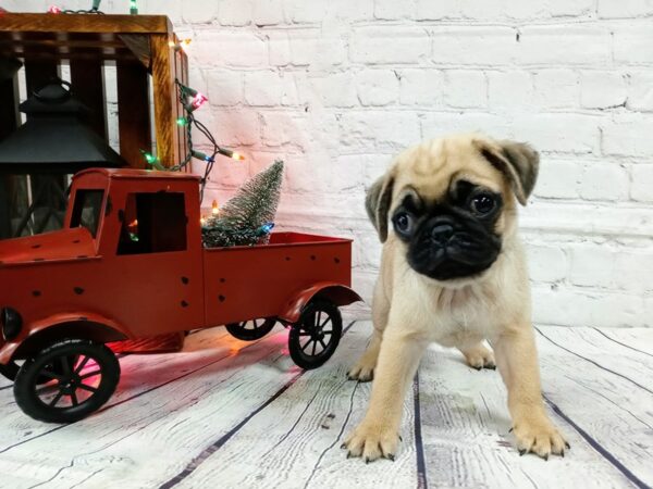 Pug DOG Male fawn 467 Petland Nashville, Tennessee