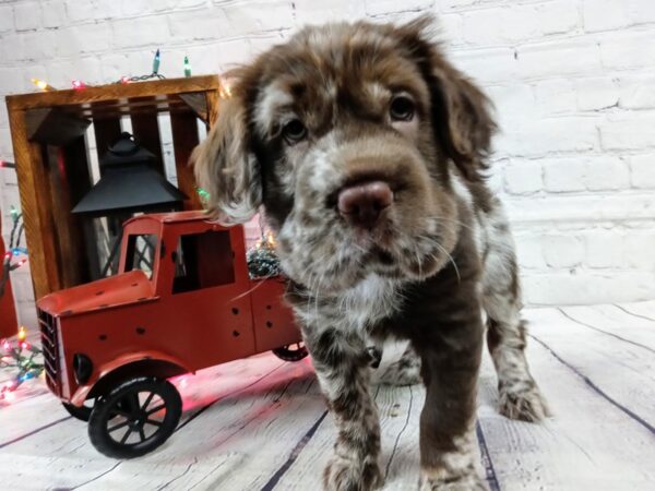 Mini Hippo-DOG-Female-CHOC MERLE-479-Petland Nashville, Tennessee