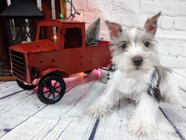 Miniature Schnauzer DOG Female chocolate merle 468 Petland Nashville, Tennessee