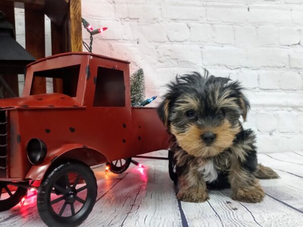 Yorkshire Terrier-DOG-Male-BLK & TAN-477-Petland Nashville, Tennessee