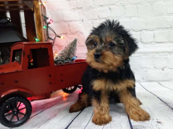 Yorkshire Terrier DOG Female BLK & TAN 478 Petland Nashville, Tennessee