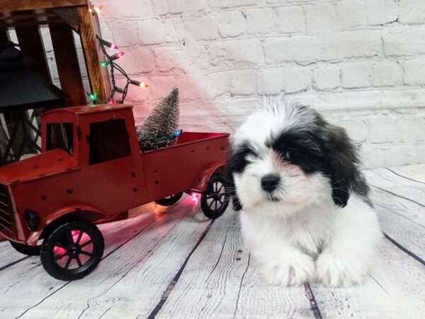 Teddy Bear DOG Male BLK WHITE 476 Petland Nashville, Tennessee