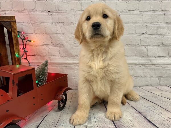 Golden Retriever-DOG-Male-Golden-481-Petland Nashville, Tennessee