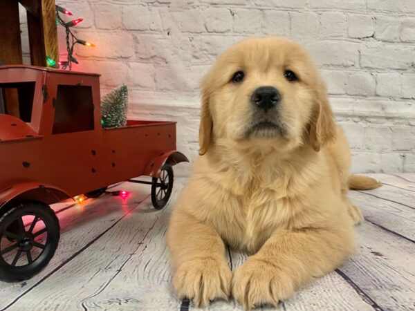 Golden Retriever-DOG-Female-Golden-475-Petland Nashville, Tennessee