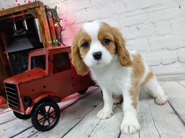 Cavalier King Charles Spaniel-DOG-Male-BLENHEIM-498-Petland Nashville, Tennessee