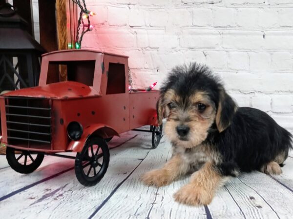 Yorkie Chon-DOG-Female-Black / Tan-496-Petland Nashville, Tennessee