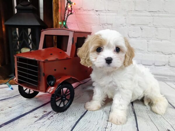 Cava Chon-DOG-Female-BLENHEIM-495-Petland Nashville, Tennessee