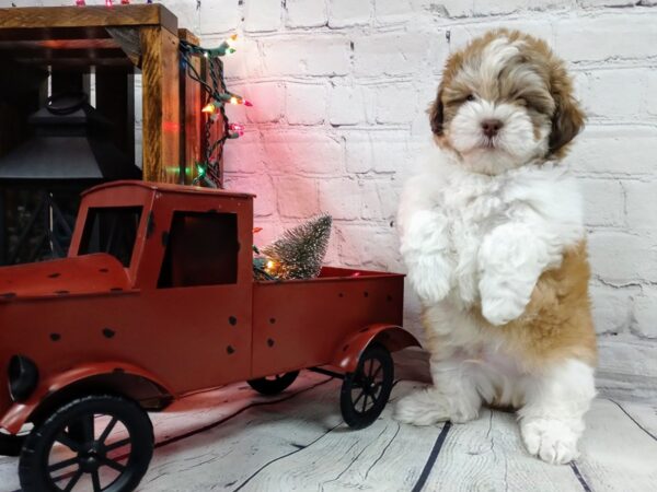 Teddy Bear-DOG-Male-Brown / White-492-Petland Nashville, Tennessee