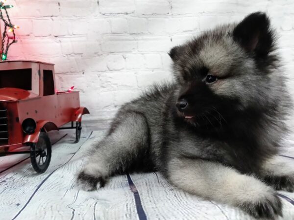 Keeshond-DOG-Male-Black / Silver-486-Petland Nashville, Tennessee