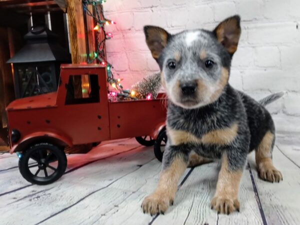 Heeler-DOG-Male-Blue-484-Petland Nashville, Tennessee