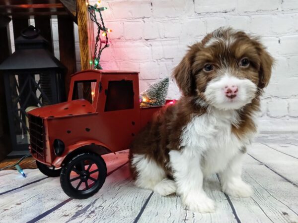 Aussiepoo-DOG-Male-Chocolate / White-485-Petland Nashville, Tennessee