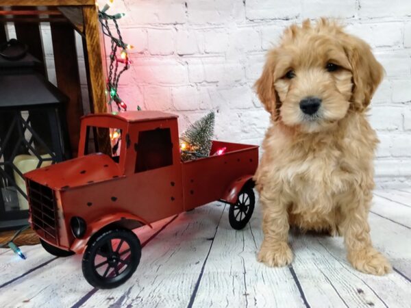 Mini Goldendoodle DOG Male Golden 488 Petland Nashville, Tennessee