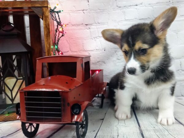 Pembroke Welsh Corgi DOG Female TRI color 469 Petland Nashville, Tennessee