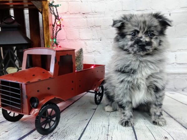 Pomeranian-DOG-Female-Blue Merle-504-Petland Nashville, Tennessee