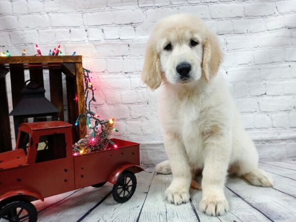 Golden Retriever DOG Female Golden 501 Petland Nashville, Tennessee