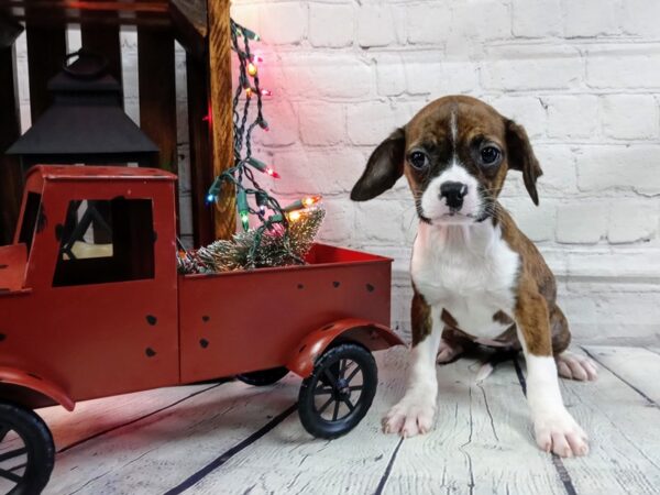 Cava Bo-DOG-Female-Red / Brindle-513-Petland Nashville, Tennessee