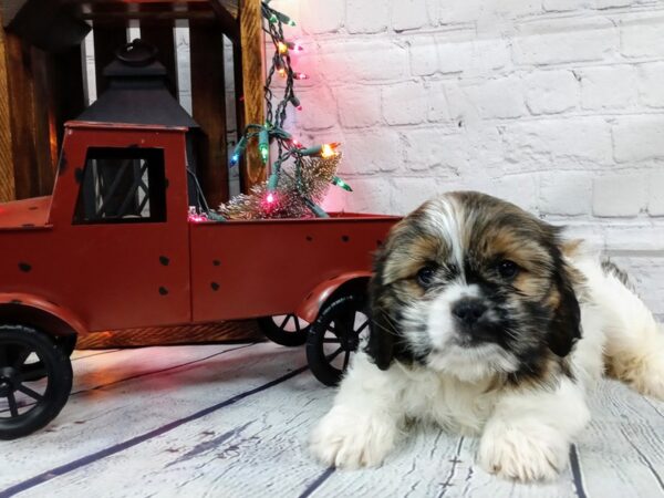 Cava Tzu DOG Female White / Gold 512 Petland Nashville, Tennessee