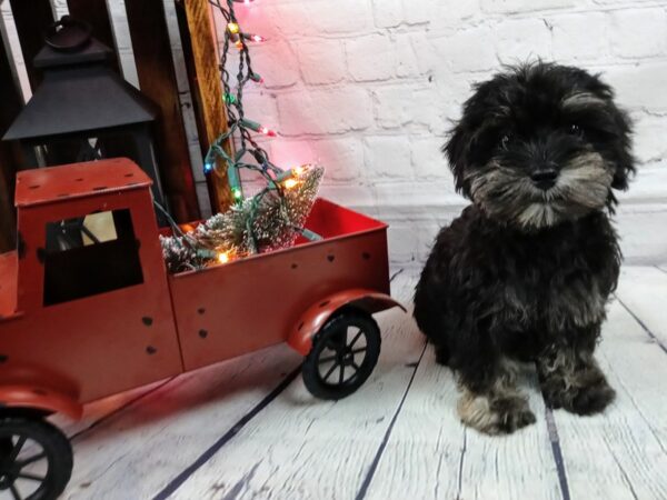 Schnoodle DOG Male Black / Tan 500 Petland Nashville, Tennessee