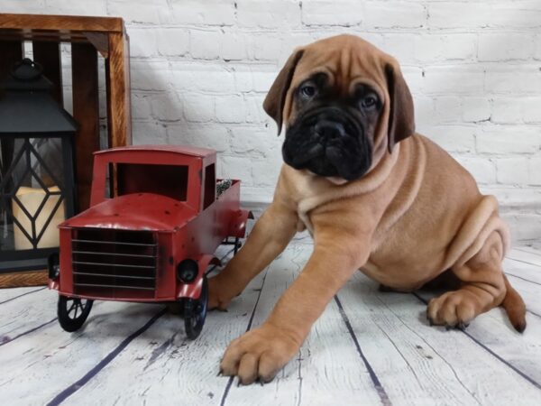 Bullmastiff-DOG-Male-RED FAWN-521-Petland Nashville, Tennessee