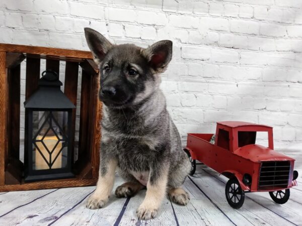 German Elkhound-DOG-Female-Black / Tan-525-Petland Nashville, Tennessee