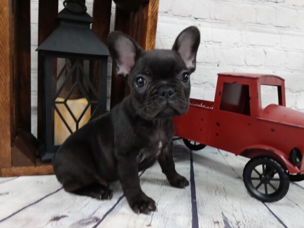 French Bulldog-DOG-Male-Black-514-Petland Nashville, Tennessee