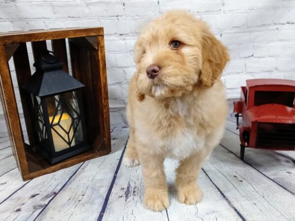 Bernadoodle DOG Female LIGHT RED 527 Petland Nashville, Tennessee