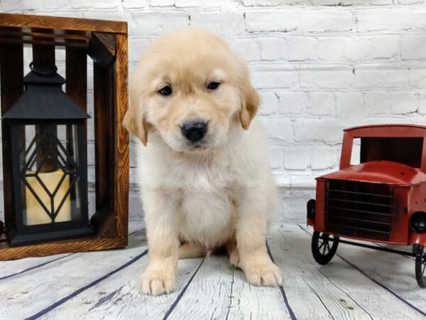 Golden Retriever-DOG-Male-Red-523-Petland Nashville, Tennessee