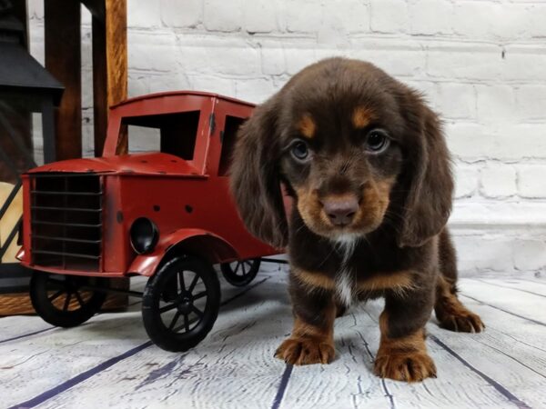 Dachshund DOG Female Chocolate / Tan 518 Petland Nashville, Tennessee