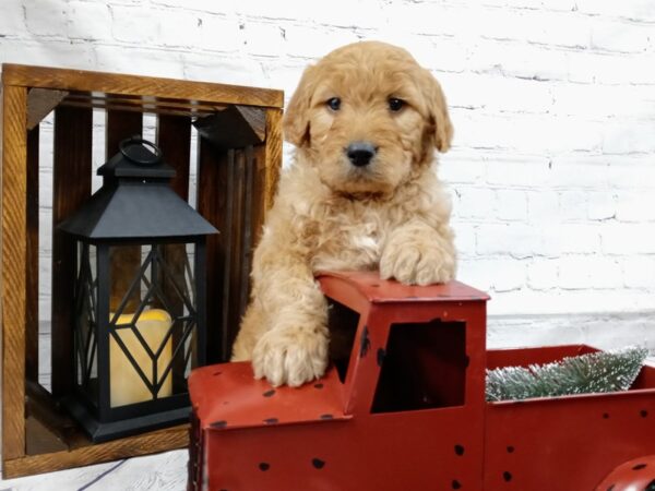 Goldendoodle-DOG-Male-LIGHT RED-526-Petland Nashville, Tennessee