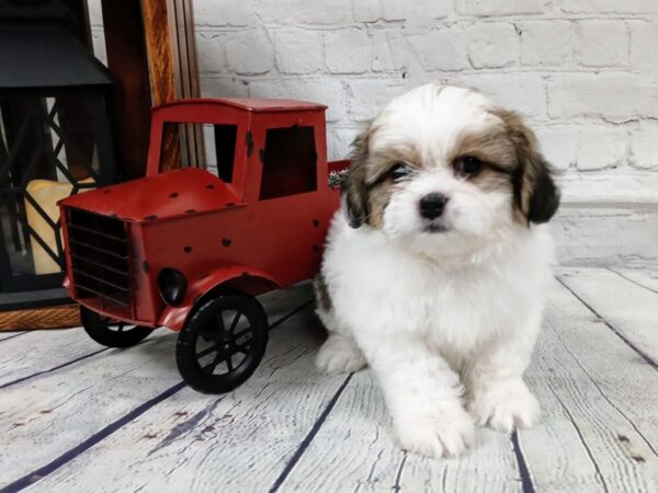 Teddy Bear DOG Male Brown / White 520 Petland Nashville, Tennessee