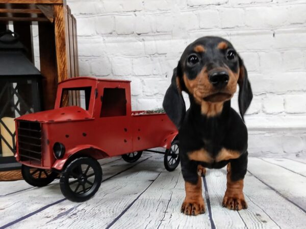 Dachshund DOG Female black/tan 503 Petland Nashville, Tennessee