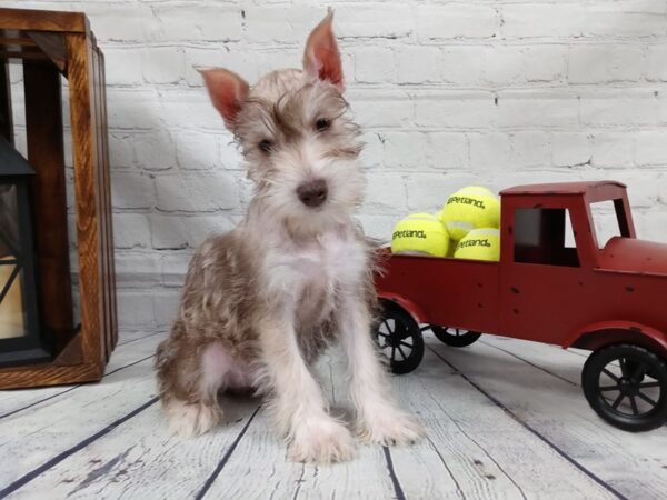 Miniature Schnauzer-DOG-Male-Liver / White-511-Petland Nashville, Tennessee