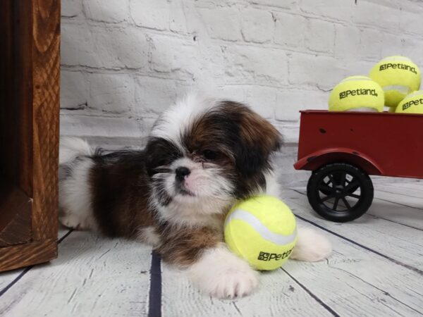 Shih Tzu DOG Male White / Gold 517 Petland Nashville, Tennessee