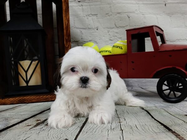 Shih Tzu-DOG-Female-Brown / White-531-Petland Nashville, Tennessee