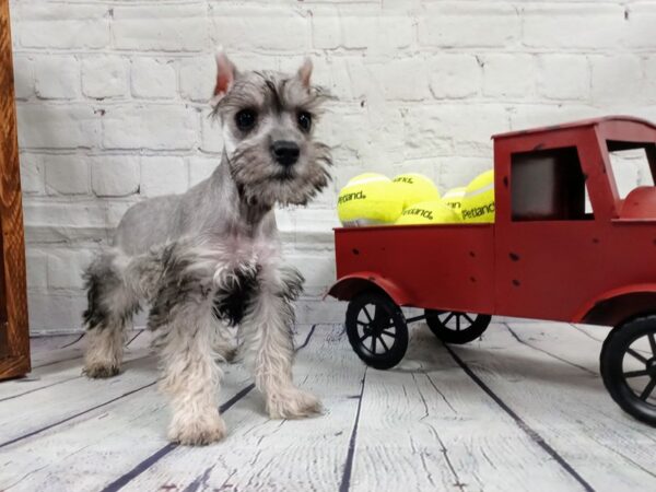 Miniature Schnauzer-DOG-Female-SALT PEPPER-538-Petland Nashville, Tennessee