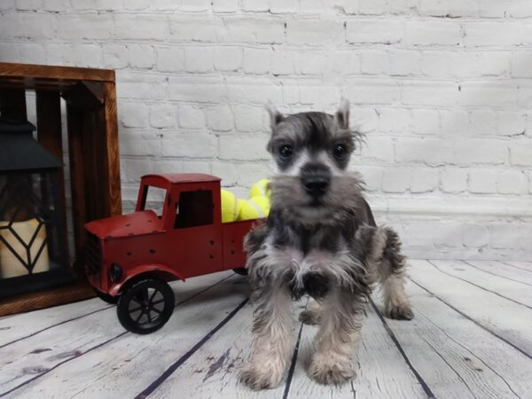 Miniature Schnauzer-DOG-Male-SALT PEPPER-537-Petland Nashville, Tennessee