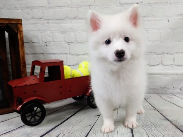 American Eskimo Dog-DOG-Male-White-534-Petland Nashville, Tennessee