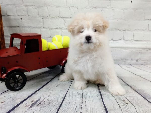 Eskipoo-DOG-Male-Cream-532-Petland Nashville, Tennessee