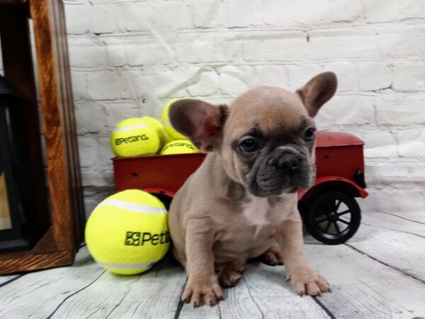 French Bulldog-DOG-Female-Blue Fawn-548-Petland Nashville, Tennessee
