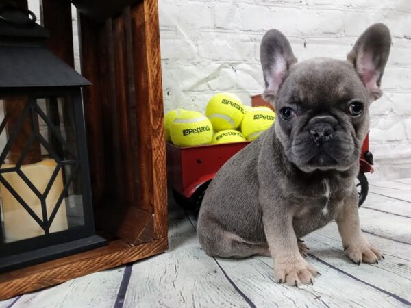 French Bulldog-DOG-Male-Blue Fawn-549-Petland Nashville, Tennessee
