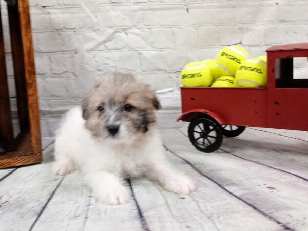 Eskipoo DOG Female White / Sable 546 Petland Nashville, Tennessee
