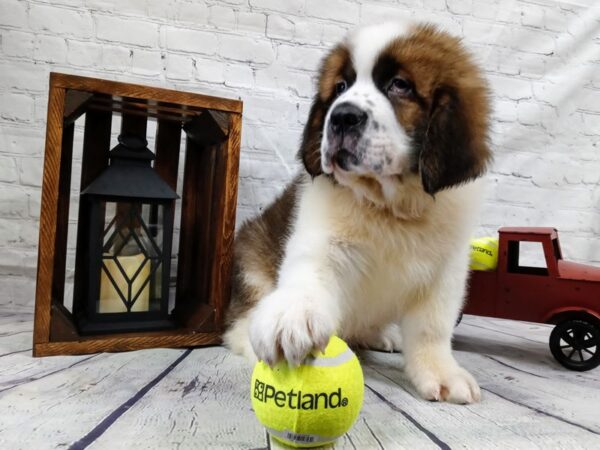 Saint Bernard-DOG-Male-Brown/White-544-Petland Nashville, Tennessee