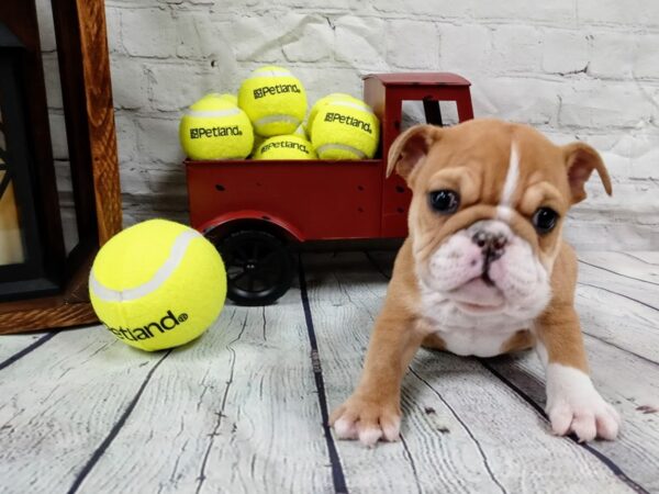 English Bulldog DOG Female Red 547 Petland Nashville, Tennessee