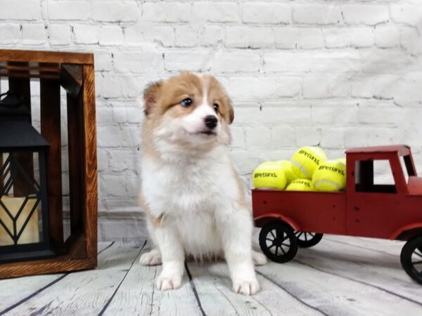 Aussiemo-DOG-Female-Cream/Tan-542-Petland Nashville, Tennessee