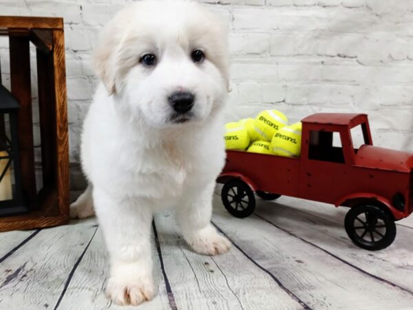 Great Pyrenees DOG Male White / Cream 545 Petland Nashville, Tennessee