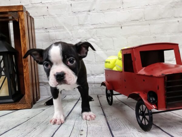 Boston Terrier DOG Male Black and Tan 543 Petland Nashville, Tennessee