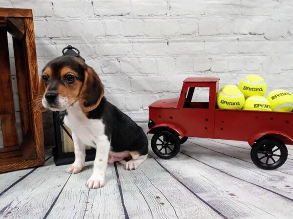 Beagle-DOG-Male-Tan-552-Petland Nashville, Tennessee