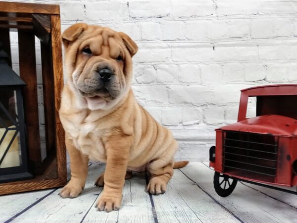 Chinese Shar-Pei-DOG-Female-Red-551-Petland Nashville, Tennessee