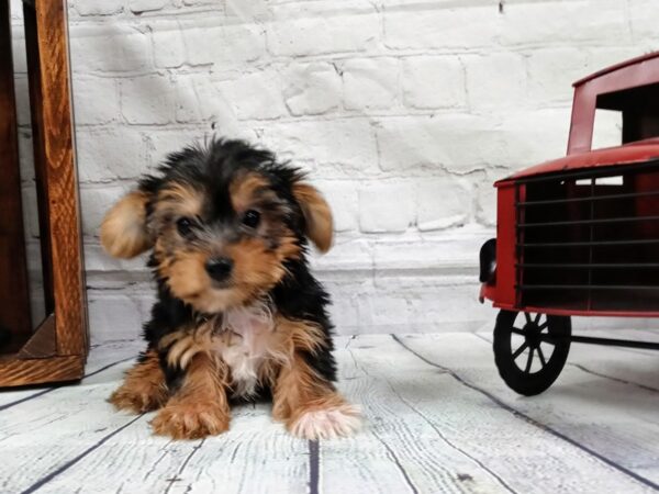 Yorkshire Terrier DOG Male Black / Tan 550 Petland Nashville, Tennessee